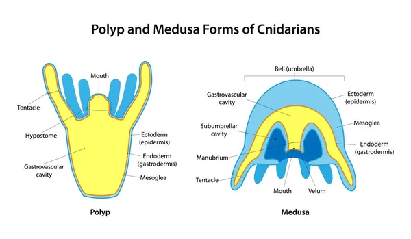 Polyp Medusa Forms Cnidarians — 图库矢量图片