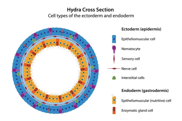 Sección Transversal Hydra Tipo Celular Del Ectodermo Epidermis Del Endodermo —  Fotos de Stock