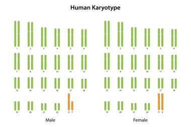 İnsan Karyotipi (erkek ve kadın))