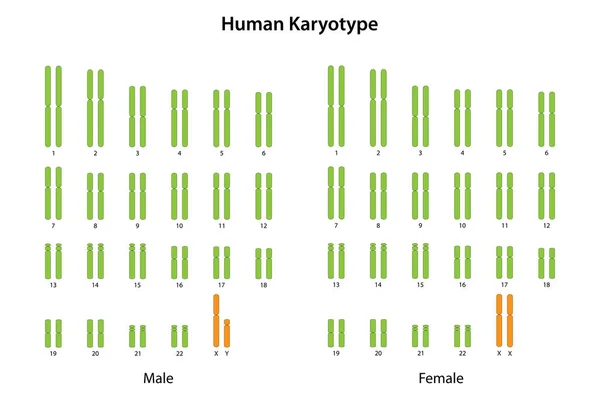 Karyotype เพศชายและเพศหญ — ภาพเวกเตอร์สต็อก