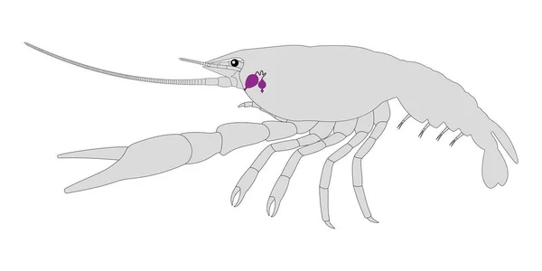 Crayfish Excretory System Anntenal Gland Green Gland — Stock Photo, Image