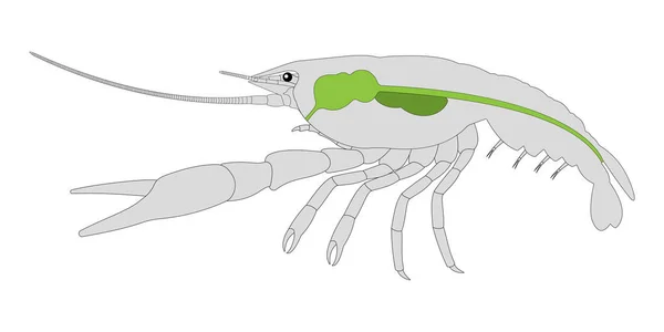 Crayfish Crustacea Digestive System — Stock Photo, Image