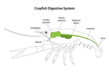 Kerevit (Crustacea) Sindirim Sistemi.