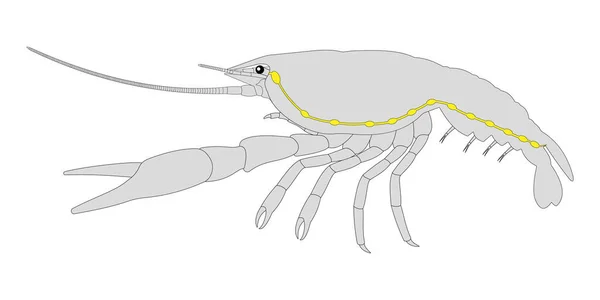 Crayfish Central Nervous System — Stock Photo, Image
