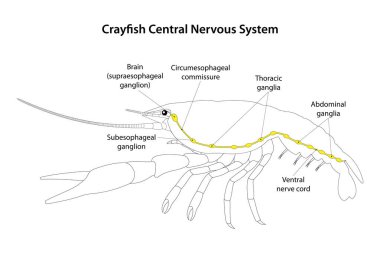 Kerevit Merkezi Sinir Sistemi. 