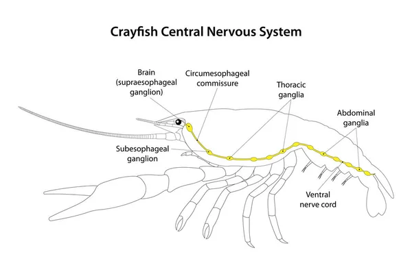 Κεντρικό Νευρικό Σύστημα Καραβίδων — Φωτογραφία Αρχείου