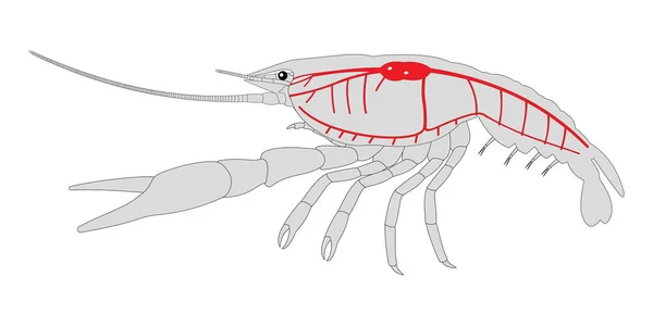Crayfish Circulatory System Witte Achtergrond — Stockfoto