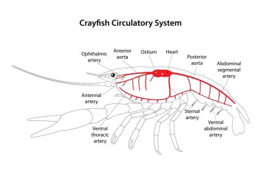 Kerevit Dolaşım Sistemi. Beyaz arkaplan. 