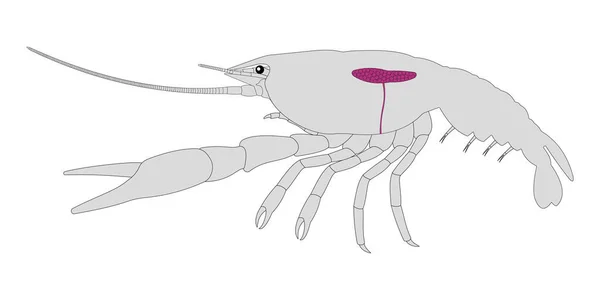 Sistem Reproduksi Perempuan Dari Crayfish - Stok Vektor
