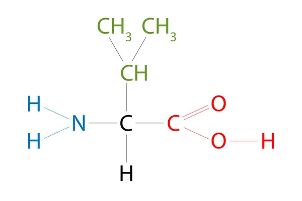 Valine的结构 Valine是一种具有侧链异丙基的氨基酸 — 图库照片