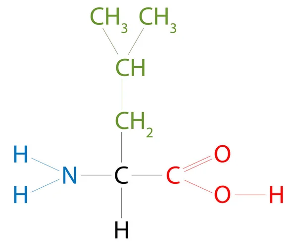 Leucins Struktur Leucin Aminosyra Som Har Sidokedja Isobutylgrupp — Stock vektor