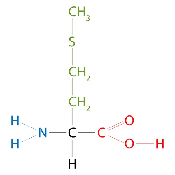 Methionine的结构Methionine是一种氨基酸 具有S 甲基硫醚侧链 — 图库照片