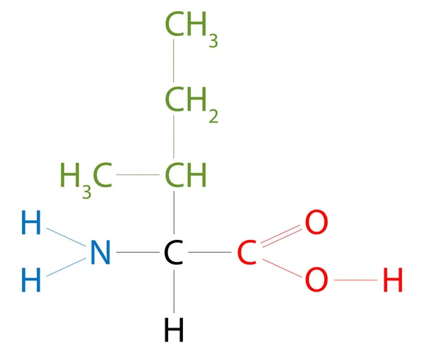 异亮氨酸的结构 异亮氨酸是一种氨基酸 具有碳氢侧链和一个分支 — 图库矢量图片