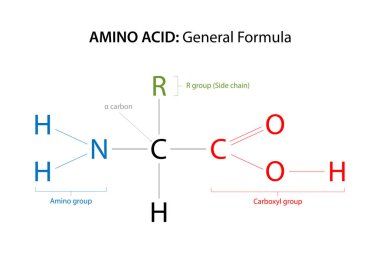 Bir Amino asitin genel formülü.