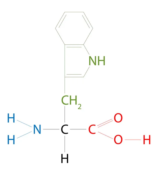 色氨酸的结构 色氨酸是一种带有侧链的氨基酸 — 图库照片