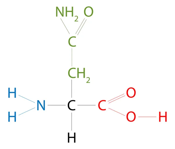 Struktura Chřestu Asparagin Aminokyselina Postranním Řetězcem Karboxamidu — Stockový vektor