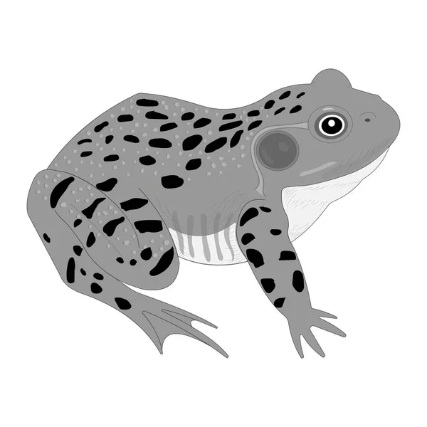 Anatomie Externe Frog — Image vectorielle
