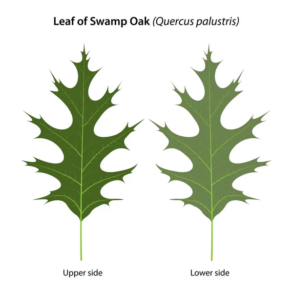 Feuille Chêne Des Marais Quercus Palustris — Image vectorielle