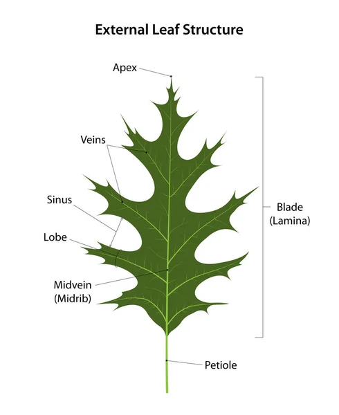 External Leaf Swamp Oak Structure — Stock Photo, Image