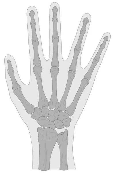 右側の骨 ビュー — ストックベクタ