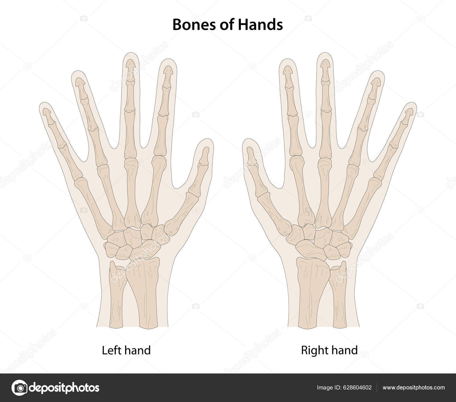 dorsal hand