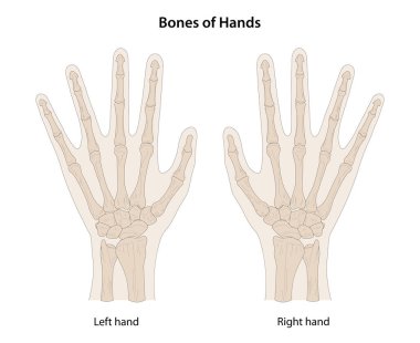 Ellerin kemikleri, sırt (arka) görünümü