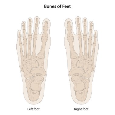 Ayak kemikleri, sırt (arka) görünümü