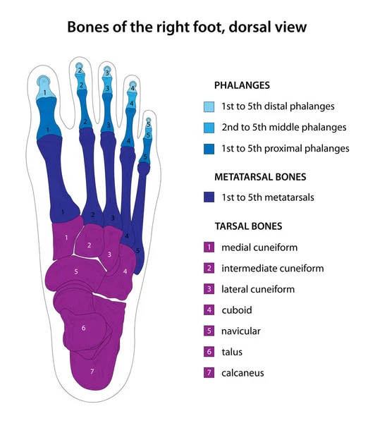 Sağ Ayağın Kemikleri Sırt Manzarası — Stok fotoğraf