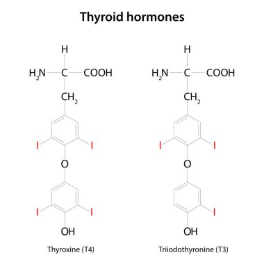 Tiroid hormonları: tiroksin (T4) ve triyodotironin (T3).