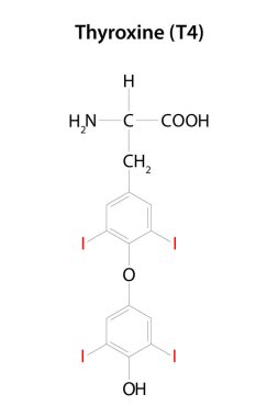 Tiroksin (T4). Tiroid bezinin salgıladığı iki büyük hormondan biri. Kimyasal formül.