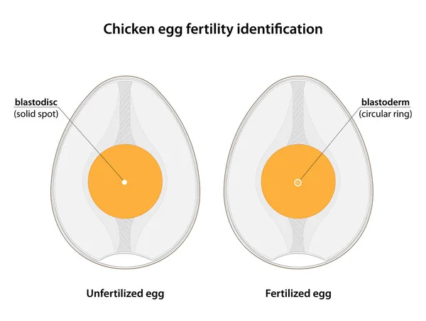 Ταυτοποίηση Γονιμότητας Αυγών Κότας Γονιμοποιημένα Αυγά Περιέχουν Blastoderm Ενώ Γονιμοποιημένα — Φωτογραφία Αρχείου