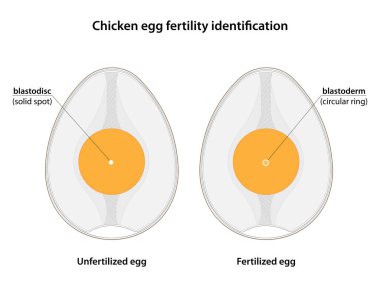 Chicken egg fertility identification. fertilized eggs contain blastoderm, while unfertilized eggs contain blastodisc.  clipart