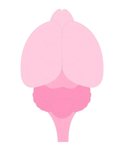 動物解剖学 マウス脳 背側表面 — ストックベクタ