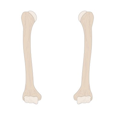 Right Humerus and Left Humerus. Anterior (ventral) view.
