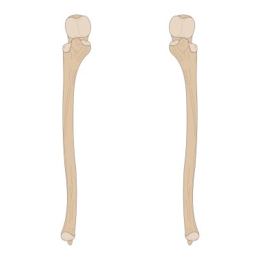 Bones of the human skeleton. The Ulna of the Right Forearm and the Ulna of the Left Forearm. Anterior (ventral) view.