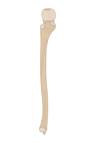 Human Skeletal Bone Ulna Right Forearm Anterior Ventral View — 스톡 벡터