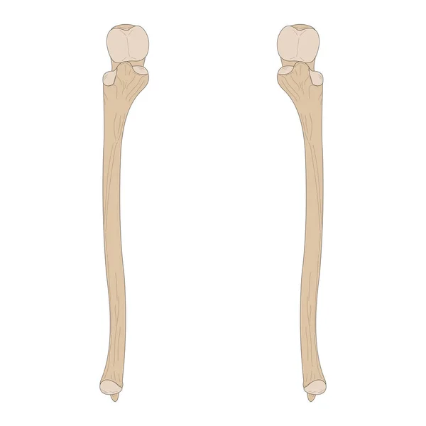 Bones Human Skeleton Ulna Right Forearm Ulna Left Forearm Anterior — Stock Vector