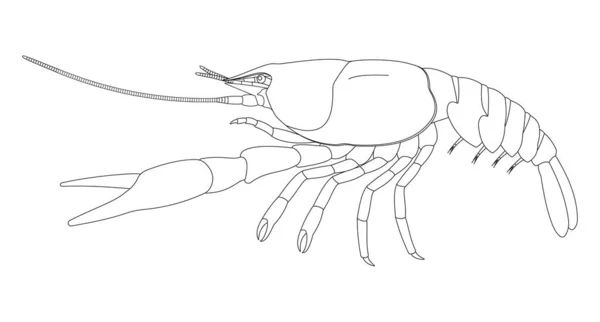 Crayfish External Anatomy Lateral View Black White Illustration — Stock fotografie
