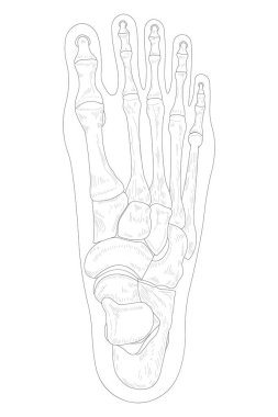 Bones of the right foot, dorsal (posterior) view. Black and white illustration.