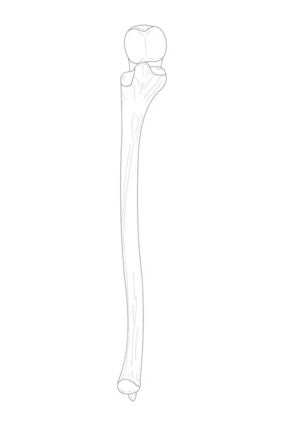 Ulna Right Forearm Anterior Ventral View Black White Illustration — ストックベクタ