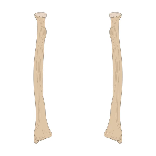 Bones Human Skeleton Radius Right Forearm Radius Left Forearm Anterior — ストックベクタ