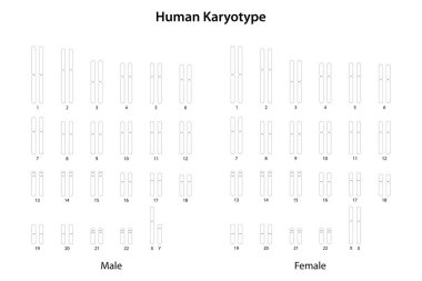 İnsan Karyotipi (erkek ve kadın))