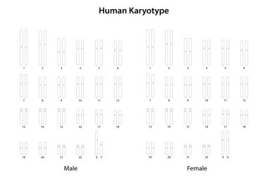 Human Karyotype (male and female) clipart