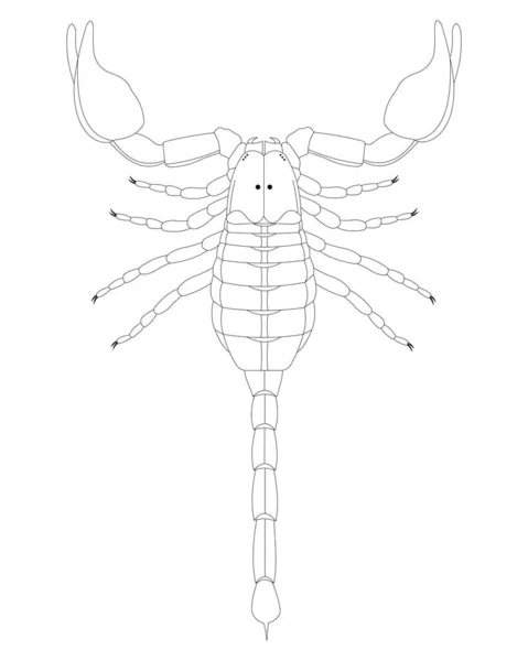 蝎子解剖学 背景色 黑人和白人 — 图库矢量图片