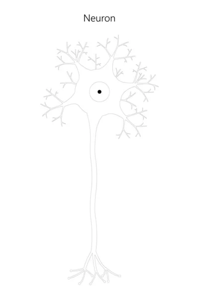 Neuron Neuronális Szerkezet Fekete Fehér Illusztráció — Stock Vector