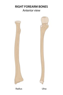 Right forearm bones (Radius and Ulna). Anterior view. clipart