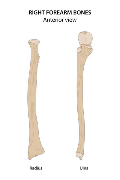 Right Forearm Bones Radius Ulna Anterior View — ストックベクタ