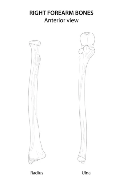 Right Forearm Bones Radius Ulna Anterior View Black White Illustration — ストックベクタ