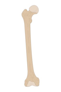 Right Femur. Anterior (ventral) view. clipart