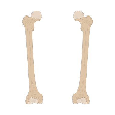 Bones of the human skeleton. Right Femur and Left Femur. Anterior (ventral) view.